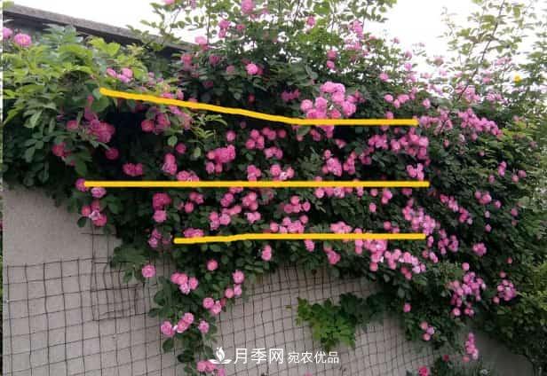 藤本月季牽引技巧！輕松打造月季花墻(圖3)