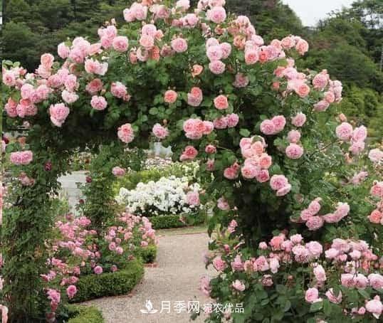 藤本月季牽引技巧！輕松打造月季花墻(圖2)