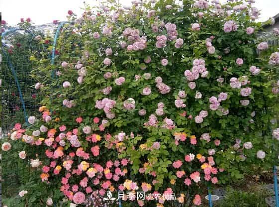藤本月季牽引技巧！輕松打造月季花墻(圖1)