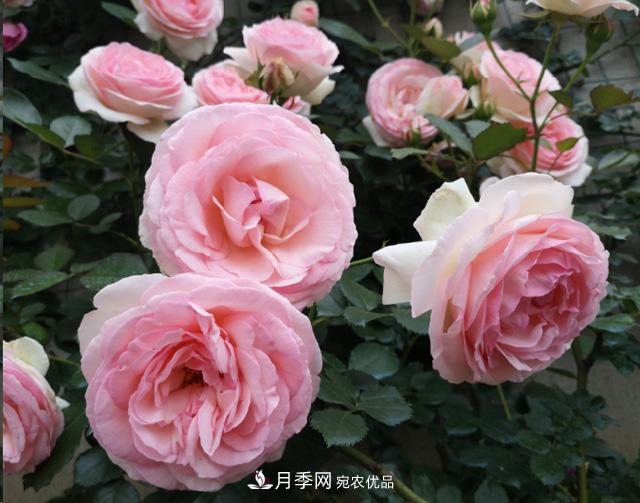 月季入秋養(yǎng)護(hù)做到這3點(diǎn)，開花大又多！(圖1)