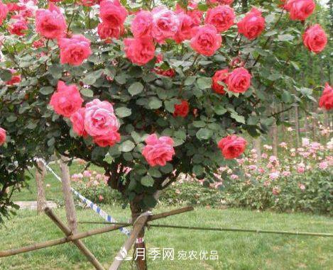 月季花很漂亮，但選購的時(shí)候認(rèn)準(zhǔn)這7個(gè)方法(圖3)