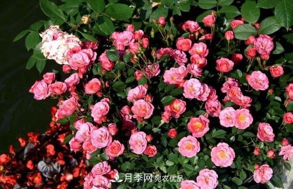 月季花很漂亮，但選購的時(shí)候認(rèn)準(zhǔn)這7個(gè)方法(圖2)
