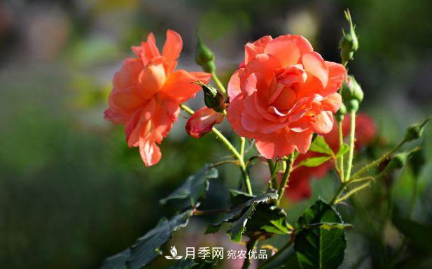 月季花很漂亮，但選購的時(shí)候認(rèn)準(zhǔn)這7個(gè)方法(圖1)