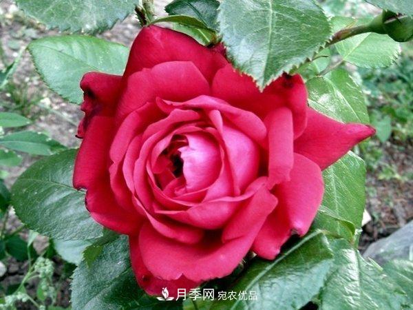 玫瑰國度的天使，冬天養(yǎng)月季選它，完美月季花，勤花多花更漂亮(圖1)