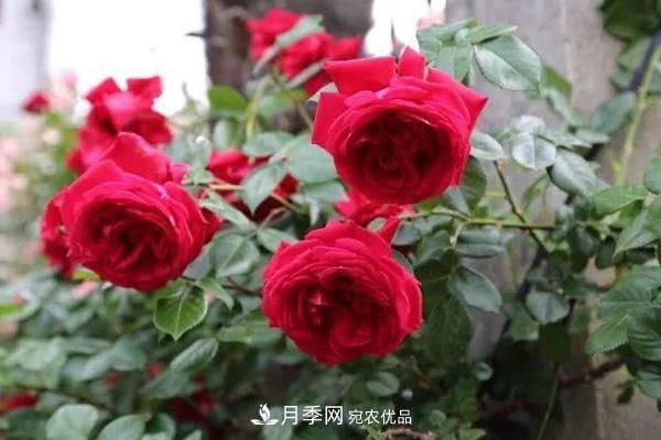 玫瑰國度的天使，冬天養(yǎng)月季選它，完美月季花，勤花多花更漂亮(圖2)
