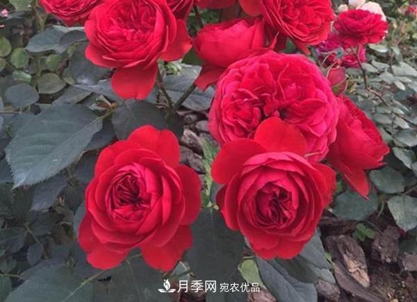 玫瑰國度的天使，冬天養(yǎng)月季選它，完美月季花，勤花多花更漂亮(圖3)