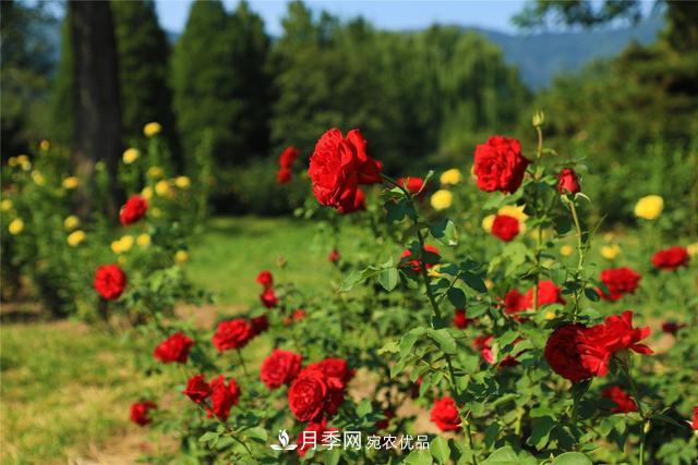 等你來！北京植物園10萬余株月季陸續(xù)進入花期(圖2)