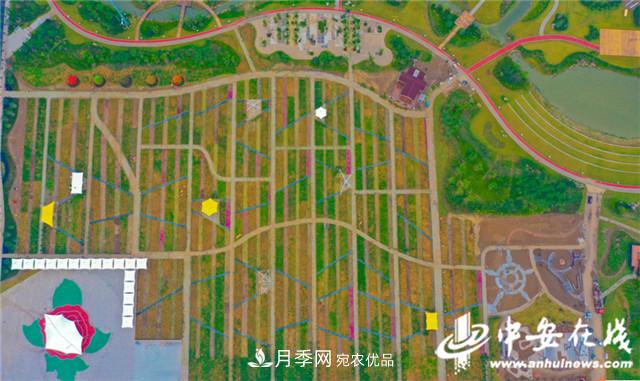 探訪第十屆中國月季展覽會 2000多種月季花月底綻放(圖6)