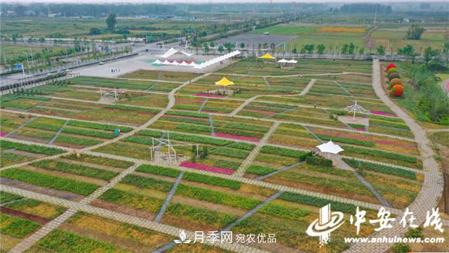 探訪第十屆中國月季展覽會 2000多種月季花月底綻放(圖7)