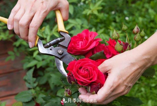 南陽月季整枝修剪技術(shù)要點(diǎn)是什么？(圖1)