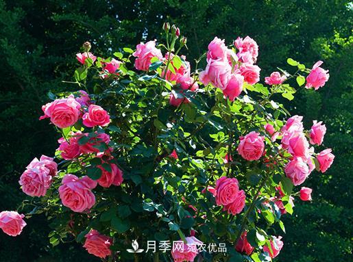 南陽月季批發(fā)基地冬季抽條應(yīng)該怎么做？(圖1)