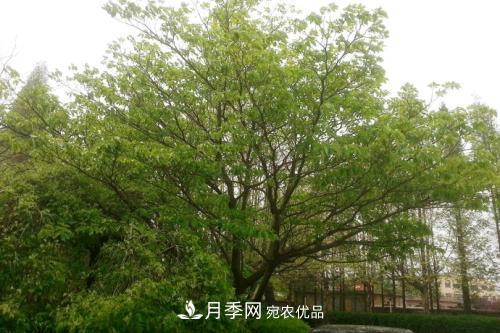 精品叢生苗木，2020年發(fā)展?jié)摿Υ?圖3)