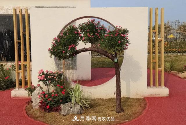 第十屆中國(guó)月季展覽會(huì)，南陽(yáng)園和鄭州園亮相(圖3)