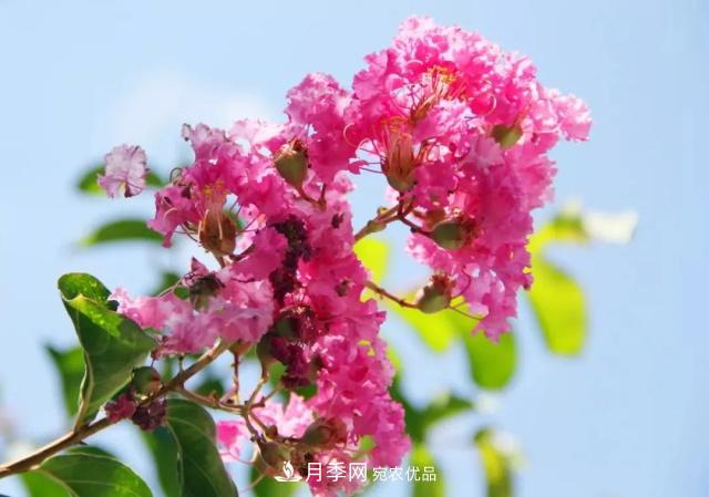 紫薇花木日常管理養(yǎng)護(hù)小妙招，型美葉綠花艷，誰看都羨慕(圖1)