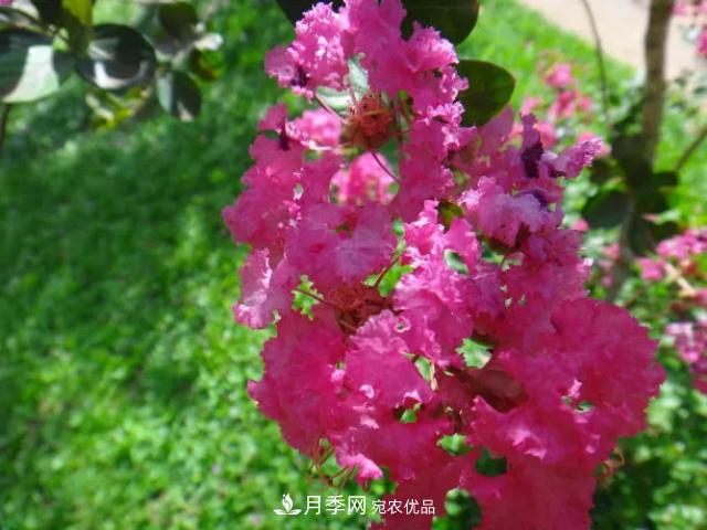 紫薇花木日常管理養(yǎng)護(hù)小妙招，型美葉綠花艷，誰看都羨慕(圖2)