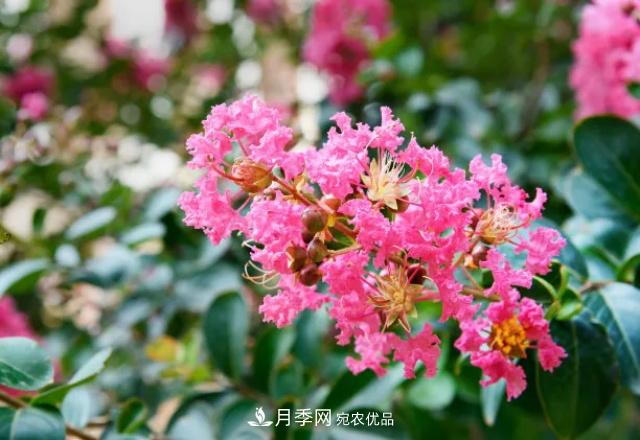 紫薇花木日常管理養(yǎng)護(hù)小妙招，型美葉綠花艷，誰看都羨慕(圖3)