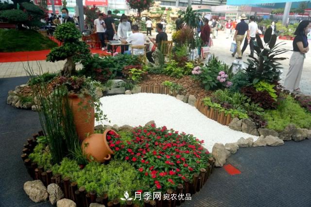 焦“綠”的苗木人，在山東昌邑園林花木會展上收獲了什么(圖1)