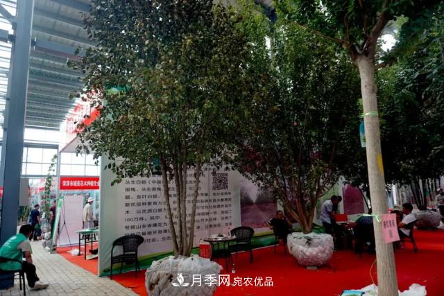 焦“綠”的苗木人，在山東昌邑園林花木會展上收獲了什么(圖4)