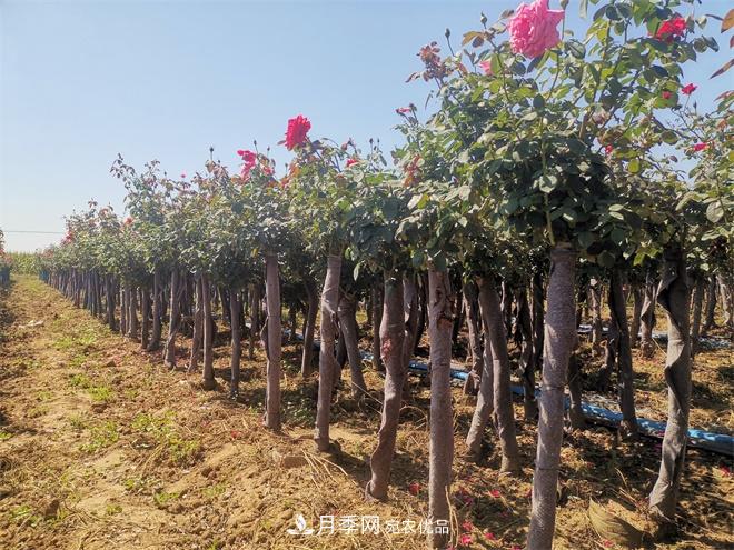 精品樹狀月季，月季樹，月季樹基地批發(fā)價格(圖3)