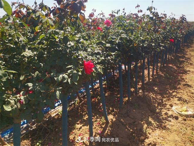 精品樹狀月季，月季樹，月季樹基地批發(fā)價格(圖4)