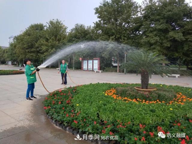 美！6萬盆景觀花卉扮靚鄭州鞏義城區(qū)(圖5)