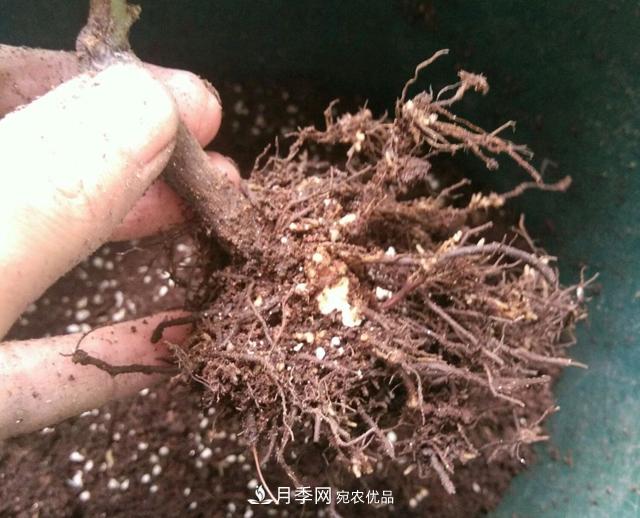 月季花的根系越養(yǎng)越差，難道是因為不會養(yǎng)？(圖1)