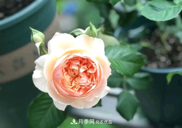 月季花的根系越養(yǎng)越差，難道是因為不會養(yǎng)？(圖2)