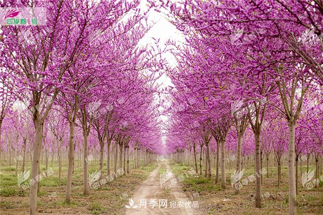 四季春1號，河南鄢陵巨紫荊樹為北方城市添彩(圖1)