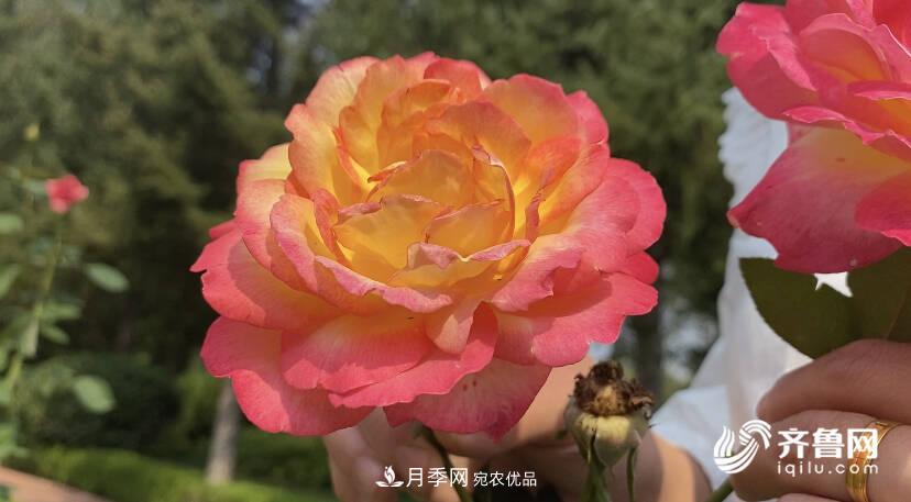 山東濟(jì)南網(wǎng)紅打卡地！帶您看姹紫嫣紅的月季花海(圖2)