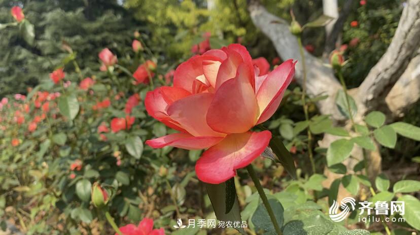 山東濟(jì)南網(wǎng)紅打卡地！帶您看姹紫嫣紅的月季花海(圖4)