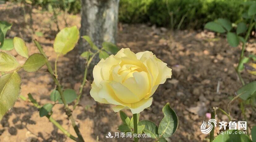 山東濟(jì)南網(wǎng)紅打卡地！帶您看姹紫嫣紅的月季花海(圖5)