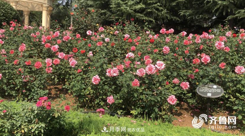 山東濟(jì)南網(wǎng)紅打卡地！帶您看姹紫嫣紅的月季花海(圖6)