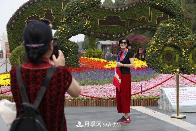 北京天壇公園國慶花壇亮相，萬株月季節(jié)日迎客(圖1)