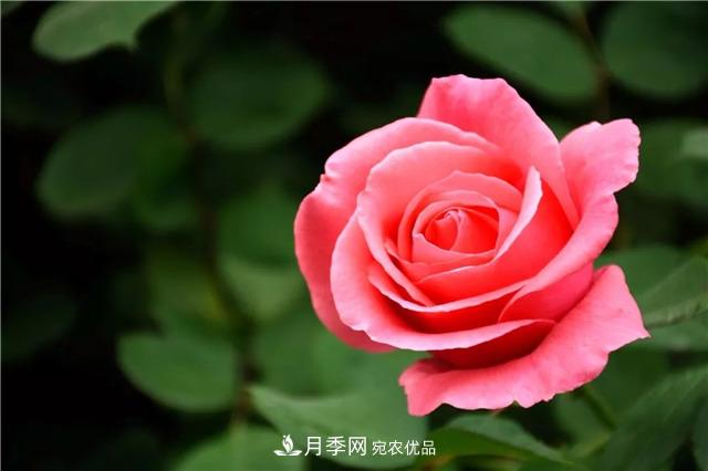 月季之都，陜西韓城市打造月季花海文化名城(相冊(cè))(圖2)