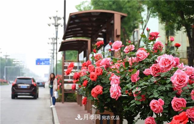 月季之都，陜西韓城市打造月季花海文化名城(相冊(cè))(圖3)