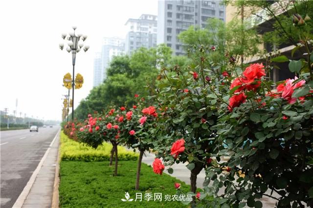 月季之都，陜西韓城市打造月季花海文化名城(相冊(cè))(圖4)