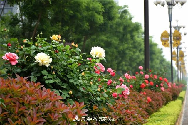 月季之都，陜西韓城市打造月季花海文化名城(相冊(cè))(圖8)