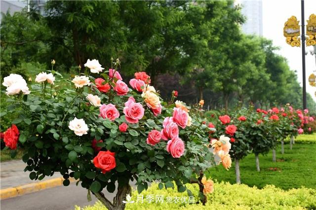 月季之都，陜西韓城市打造月季花海文化名城(相冊(cè))(圖9)