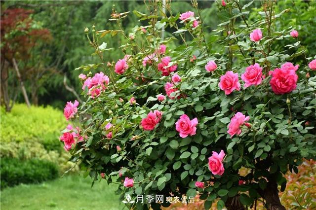月季之都，陜西韓城市打造月季花海文化名城(相冊(cè))(圖6)