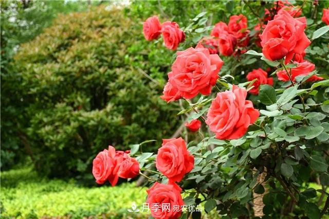 月季之都，陜西韓城市打造月季花海文化名城(相冊(cè))(圖7)