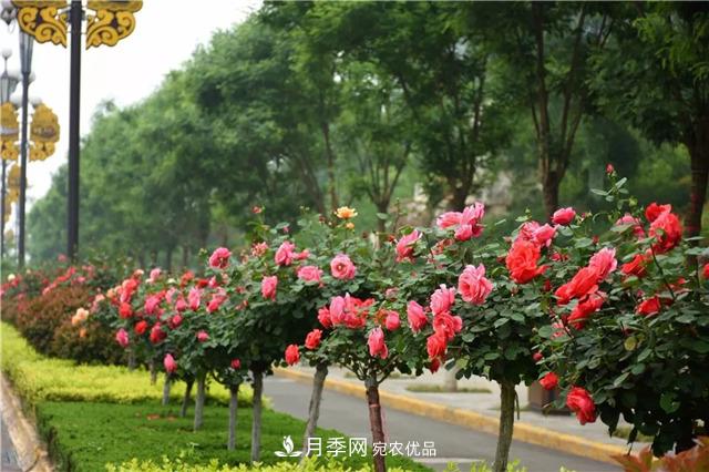 月季之都，陜西韓城市打造月季花海文化名城(相冊(cè))(圖10)