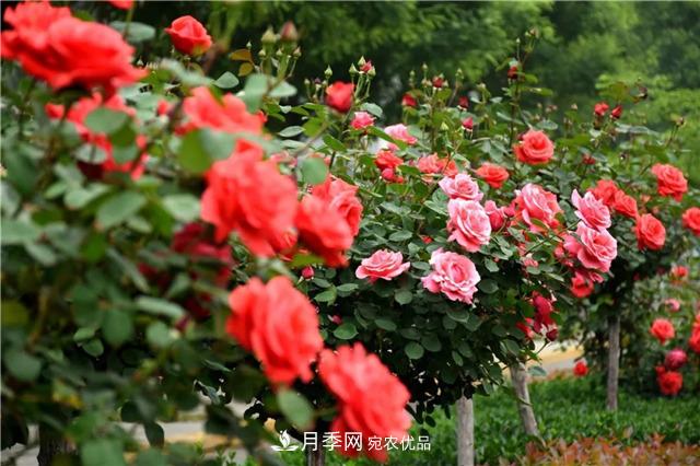 月季之都，陜西韓城市打造月季花海文化名城(相冊(cè))(圖15)