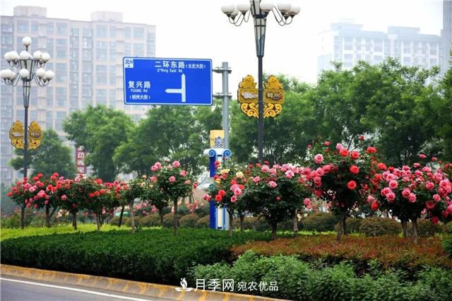 月季之都，陜西韓城市打造月季花海文化名城(相冊(cè))(圖13)