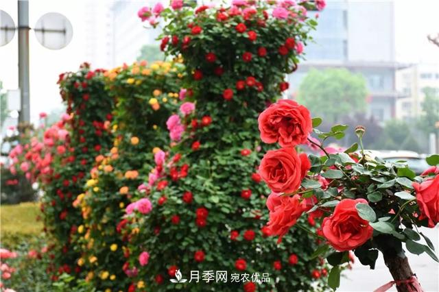 月季之都，陜西韓城市打造月季花海文化名城(相冊(cè))(圖14)
