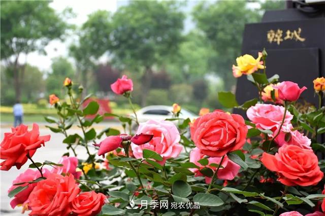 月季之都，陜西韓城市打造月季花海文化名城(相冊(cè))(圖1)