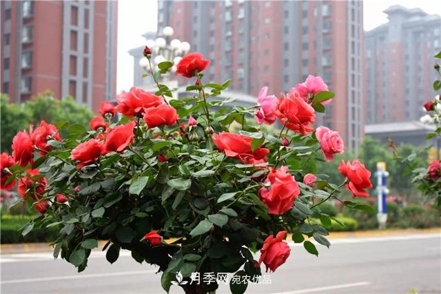 月季之都，陜西韓城市打造月季花海文化名城(相冊(cè))(圖12)
