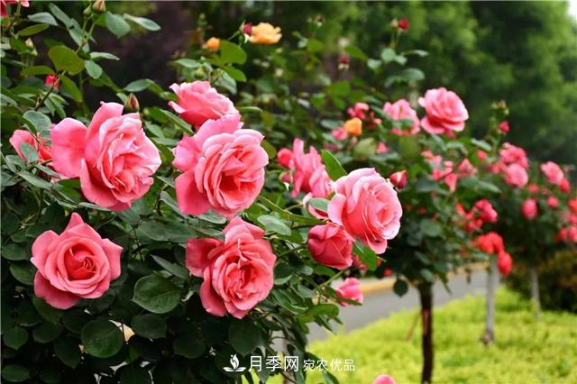 月季之都，陜西韓城市打造月季花海文化名城(相冊(cè))(圖11)