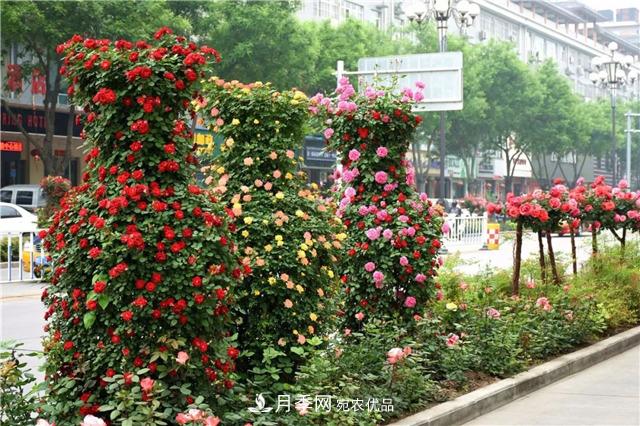 月季之都，陜西韓城市打造月季花海文化名城(相冊(cè))(圖16)