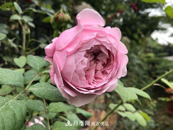 新買回來(lái)的月季小苗怎么處理？不要修剪(圖1)