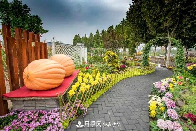 北京大興魏善莊月季小鎮(zhèn)千余種月季進(jìn)入盛花期，這個(gè)十一等您來(lái)(圖3)